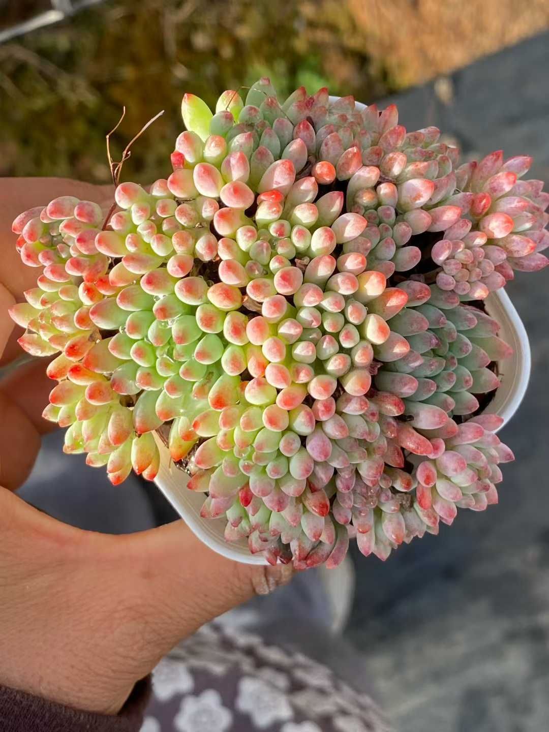 多肉植物　アエオニウム 寄せ植え 3個セット　抜き苗 2 多肉植物 8種類 アエオニウムセット 多肉永遠苗 ＜2025年12月より順次