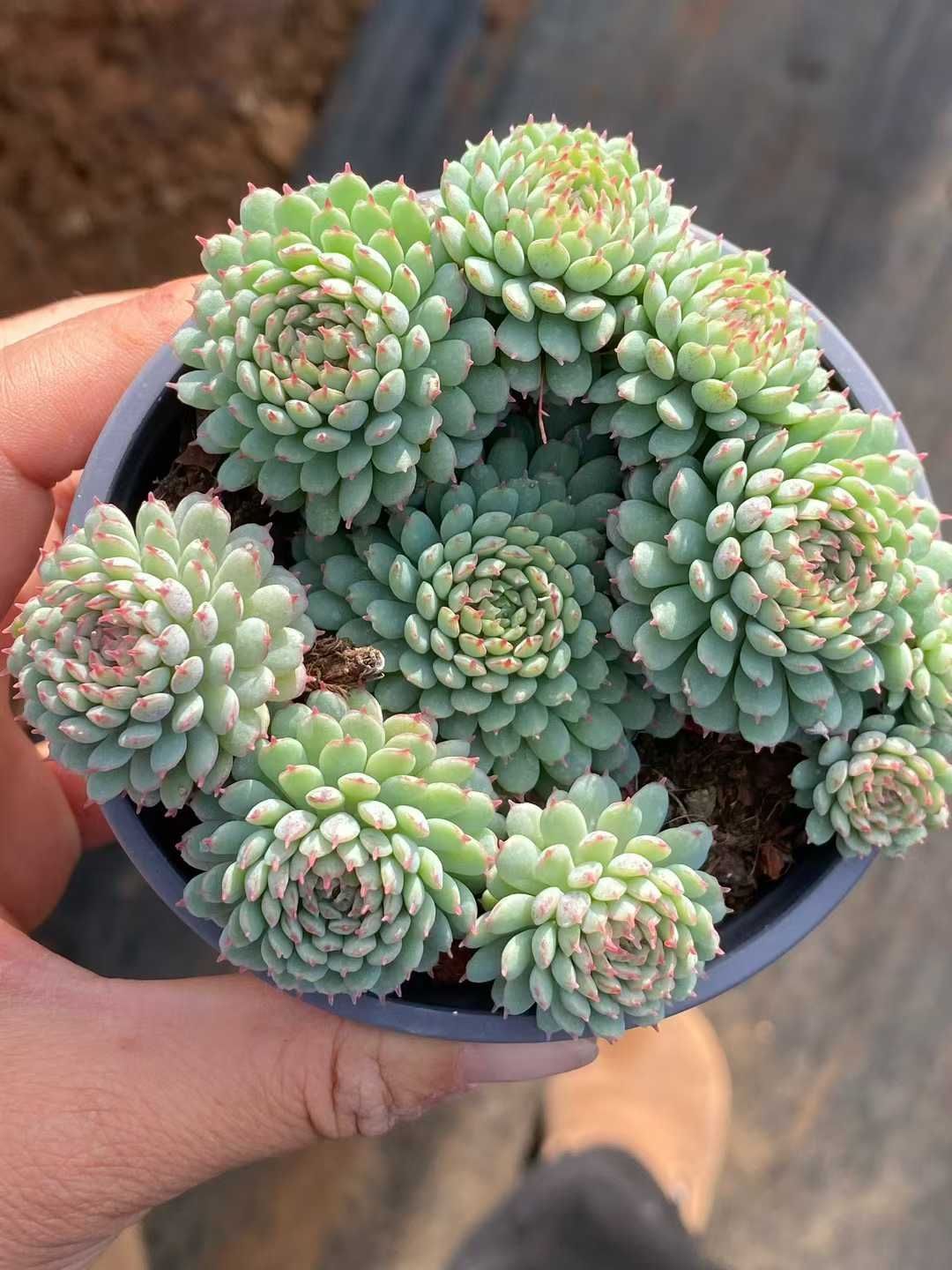 エケベリア・セダム tococo 新規オープン記念 ヴィンセント・カトー×18株 多肉植物 エケベリア