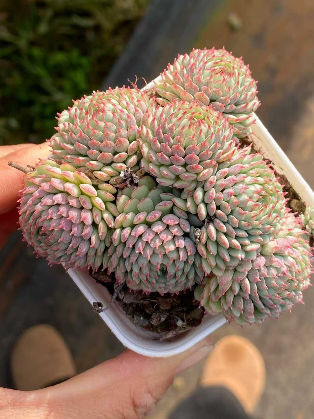 新規オープン記念 ヴィンセント・カトー×24株 多肉植物 エケベリア