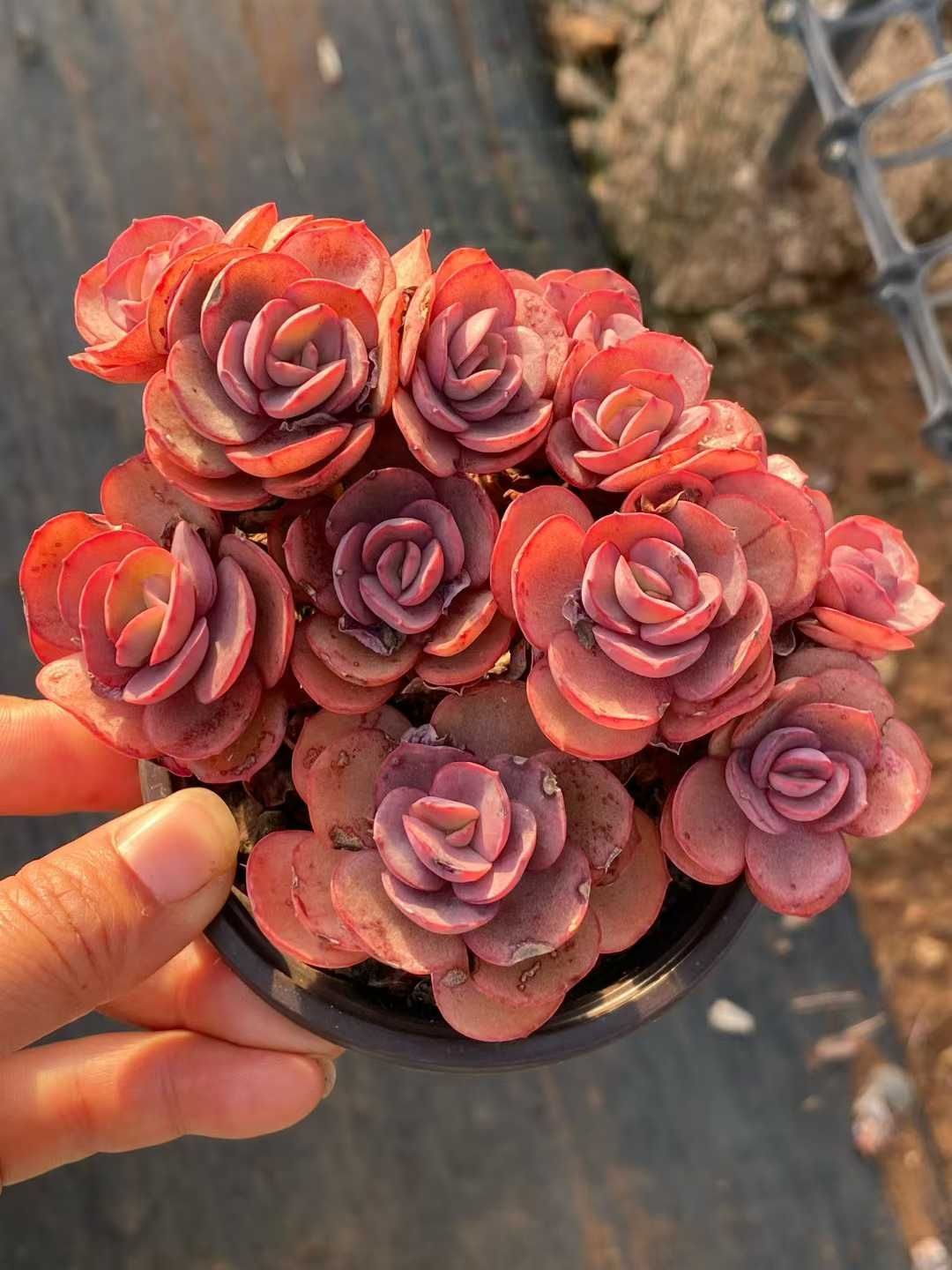 新規オープン記念 スヨン×35株 多肉植物 エケベリア セダム