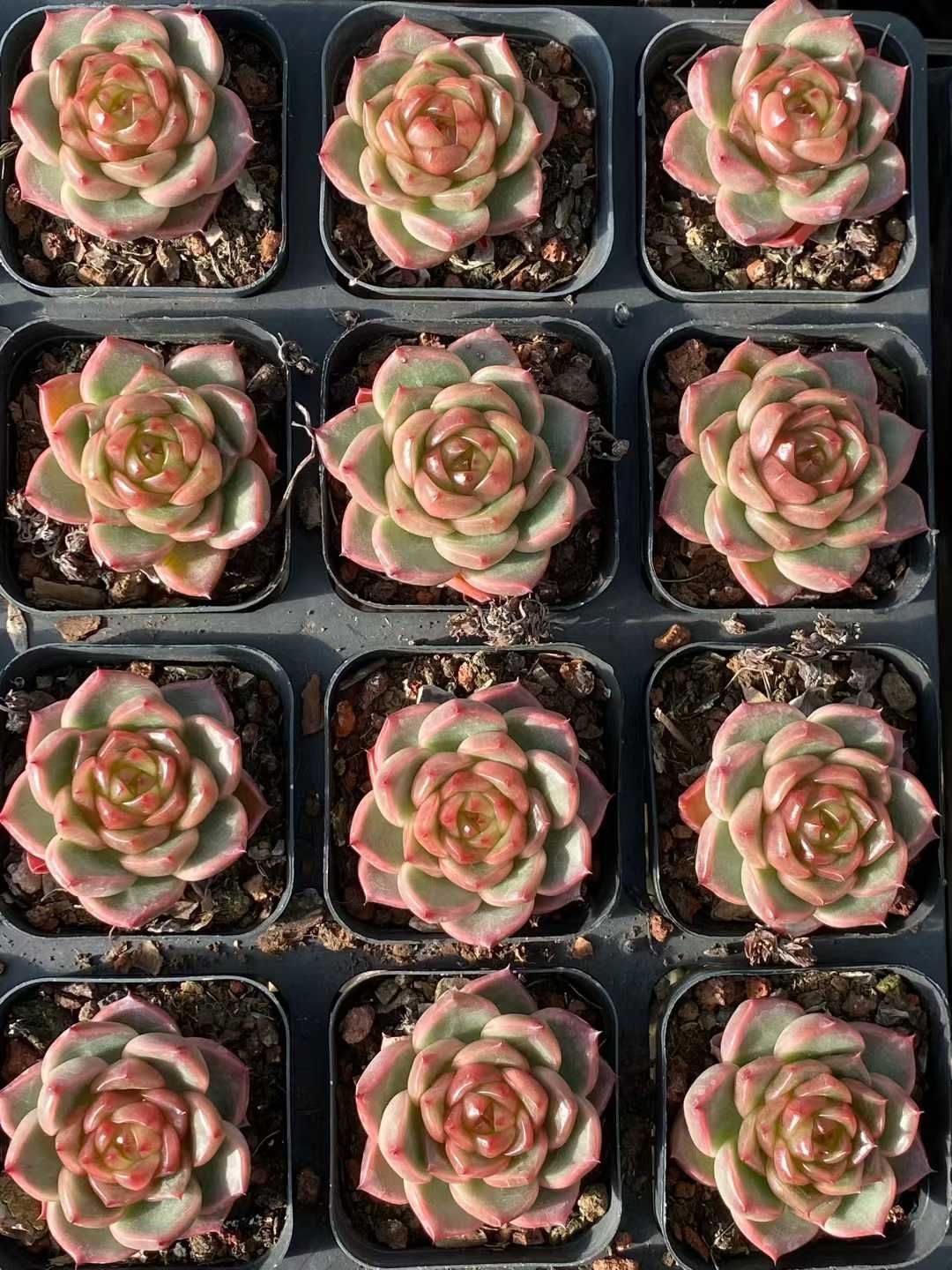 エケベリア・セダム coconutpino エケベリアやエケベリアに似たセダム