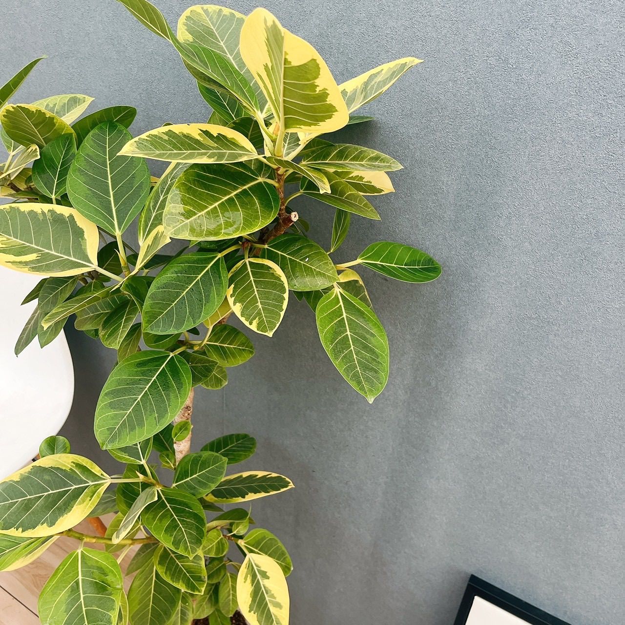 ［現品］16番　フィカス　アルテシマ　曲がり　8号　観葉植物　室内　大型　人気 現品］H フィカス アルテシマ 曲がり 8号 観葉植物 室内 大型 ゴムの木