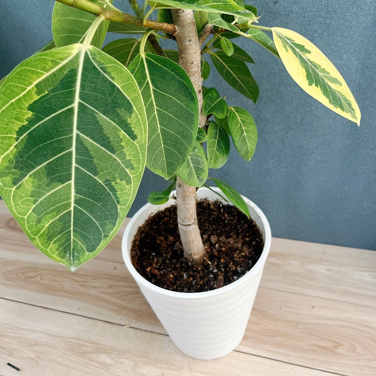 現品］H フィカス アルテシマ 曲がり 8号 観葉植物 室内 大型 ゴムの木