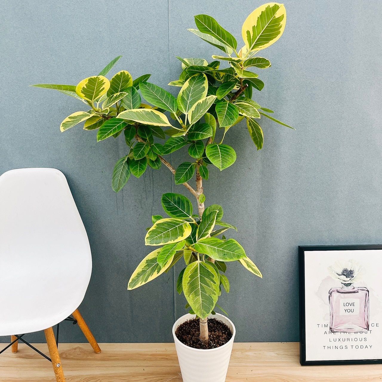 現品］H フィカス アルテシマ 曲がり 8号 観葉植物 室内 大型 ゴムの木