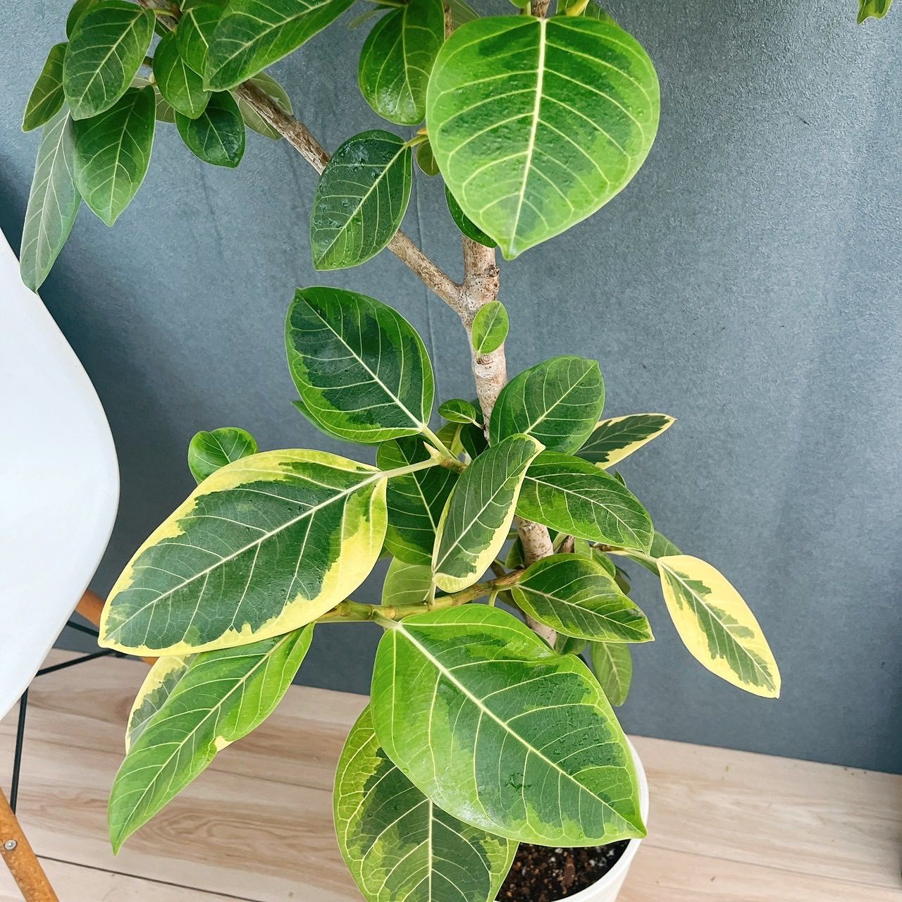 現品］H フィカス アルテシマ 曲がり 8号 観葉植物 室内 大型 ゴムの木