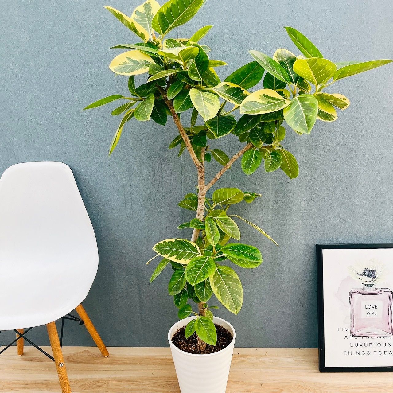 現品］H フィカス アルテシマ 曲がり 8号 観葉植物 室内 大型 ゴムの木