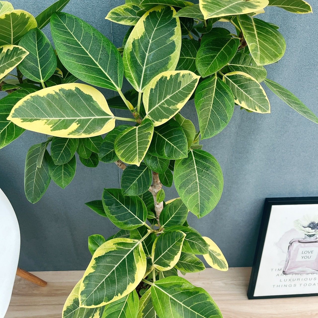 現品］H フィカス アルテシマ 曲がり 8号 観葉植物 室内 大型 ゴムの木