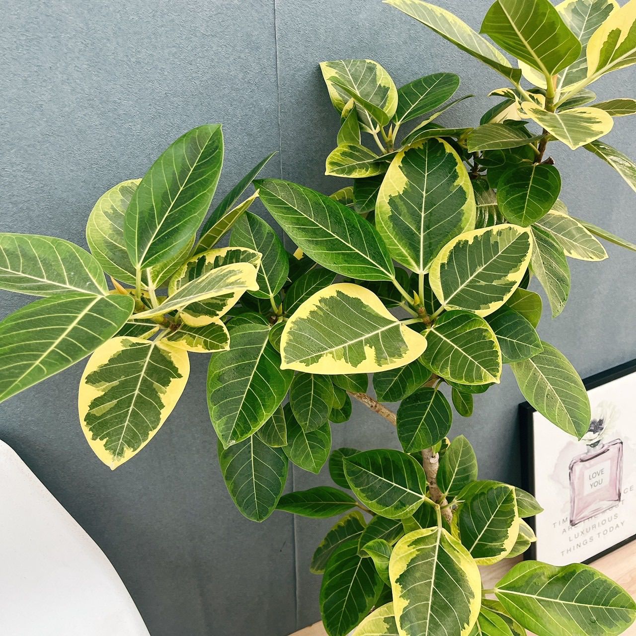 現品］H フィカス アルテシマ 曲がり 8号 観葉植物 室内 大型 ゴムの木