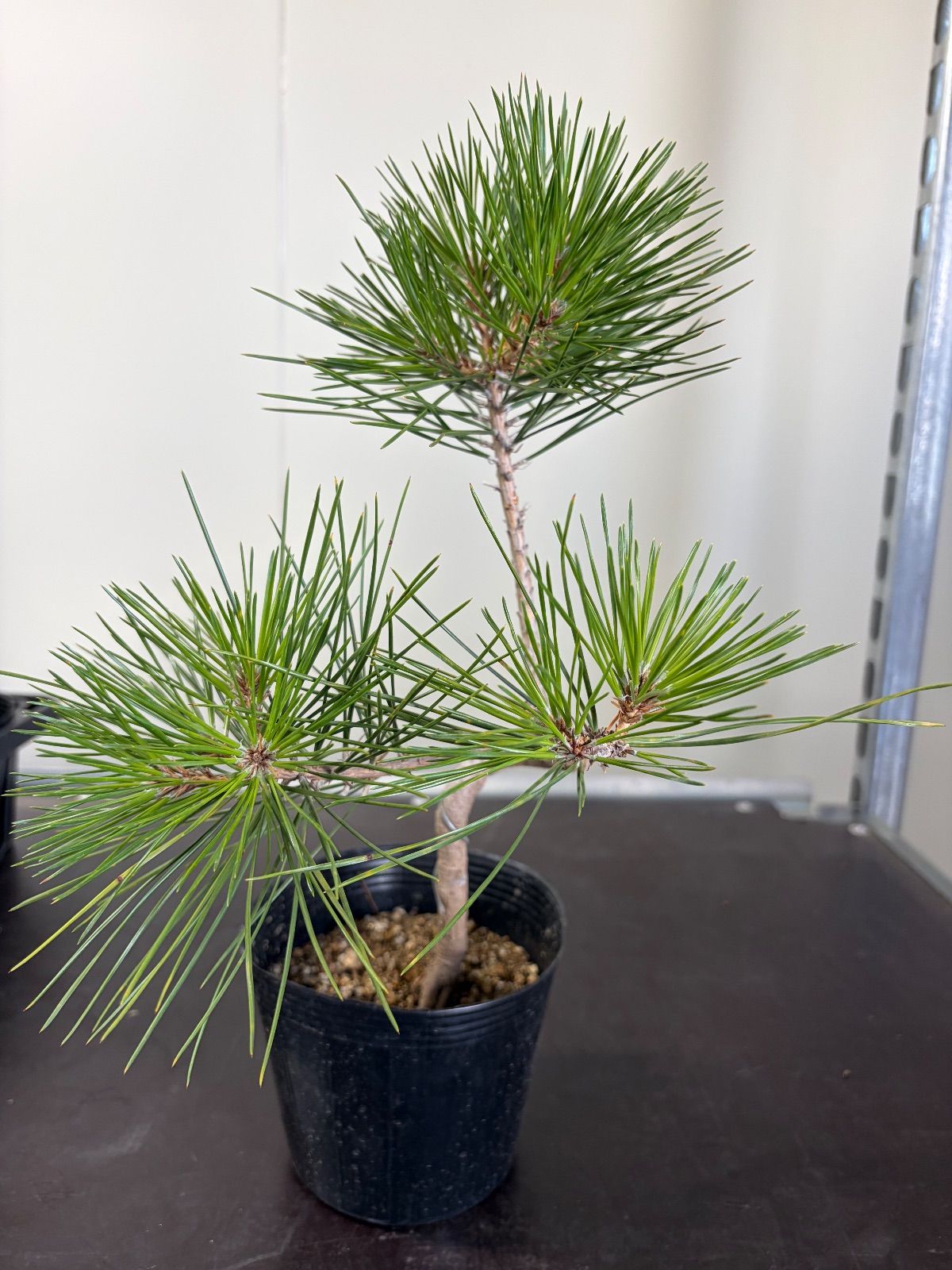 クロマツ5鉢セット【同梱不可】 - メルカリ