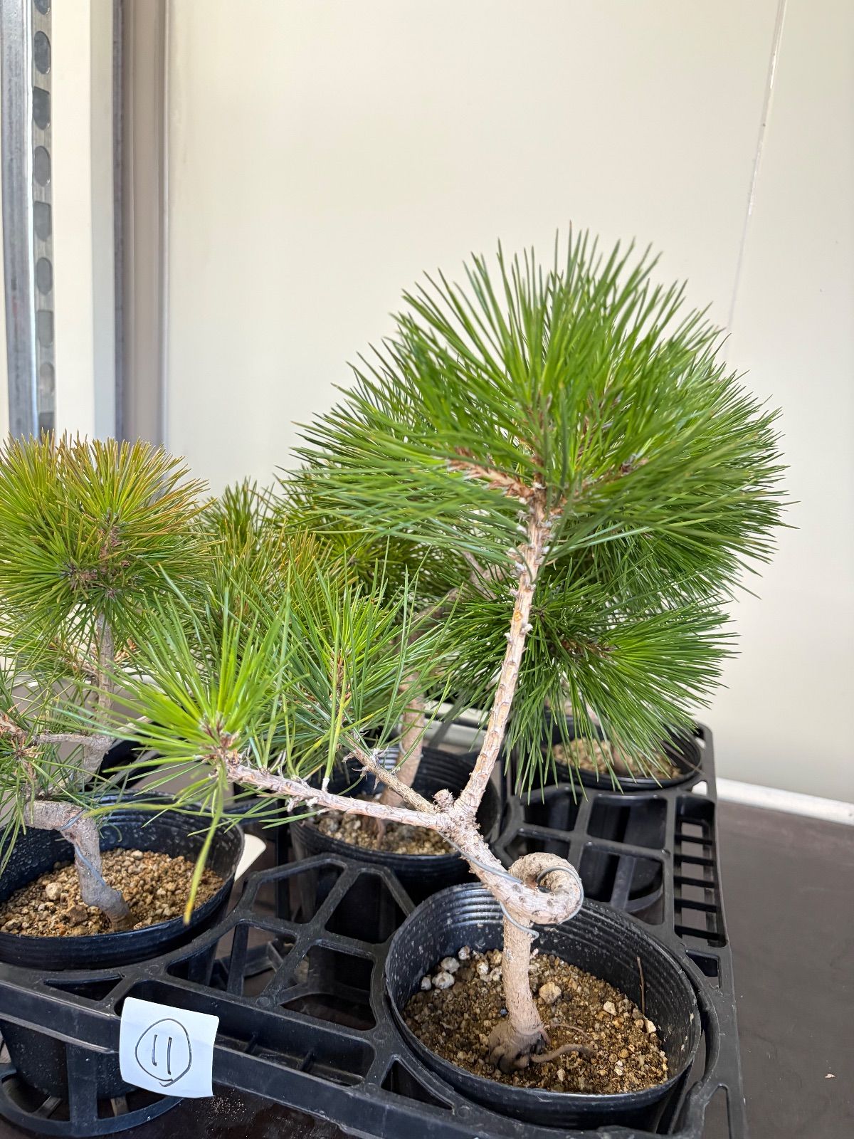 クロマツ5鉢セット【同梱不可】 - メルカリ