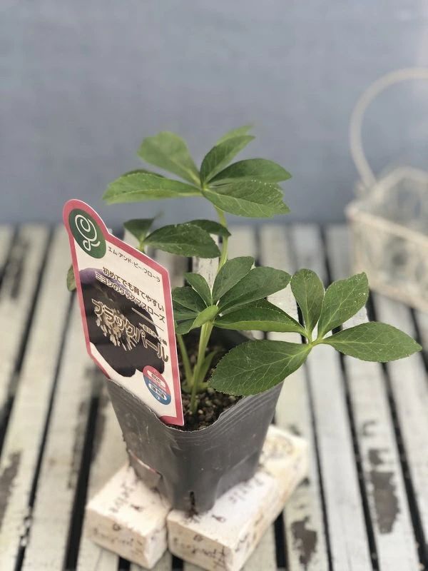 花苗 ミヨシのクリスマスローズ ブラックパール 9cmポット 1苗 - メルカリ