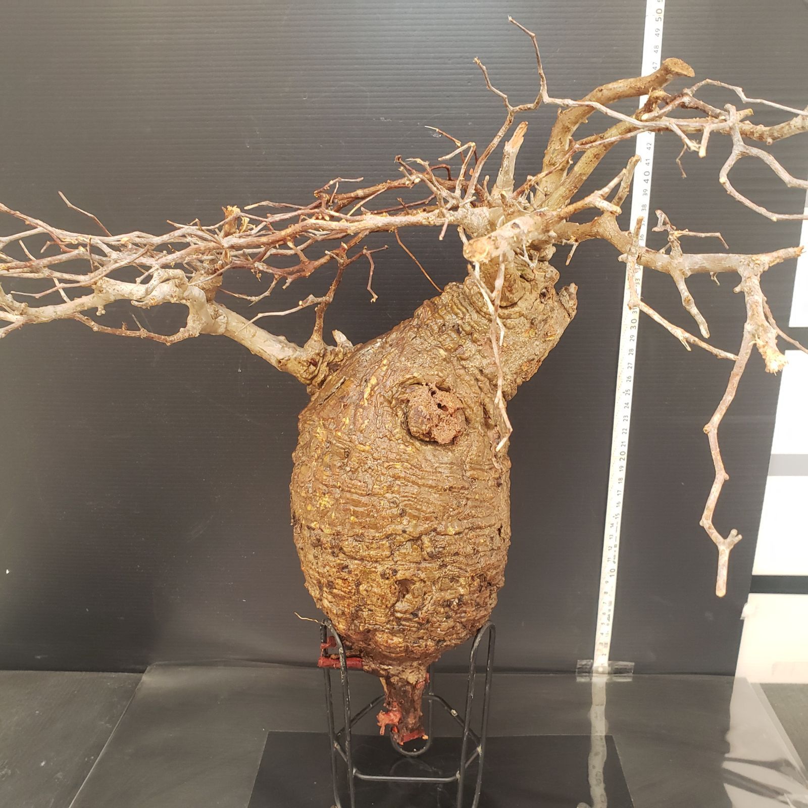 H345【最新到着】Operculicarya パキプス（現地球・抜き苗）【到着後3