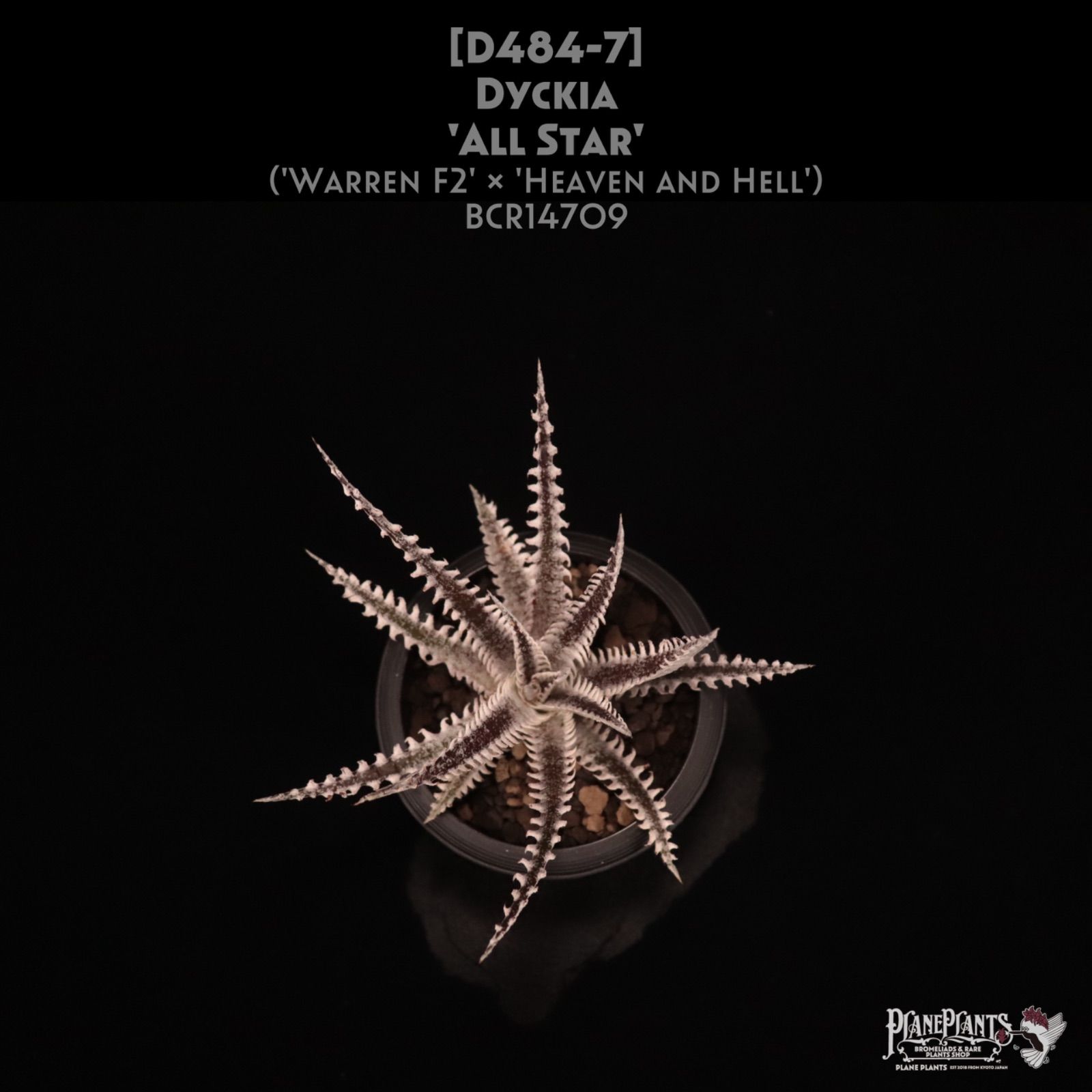 Dyckiaおまとめセール！ 送料無料】Dyckia 'All Star'〔ディッキア〕現品発送D484-7