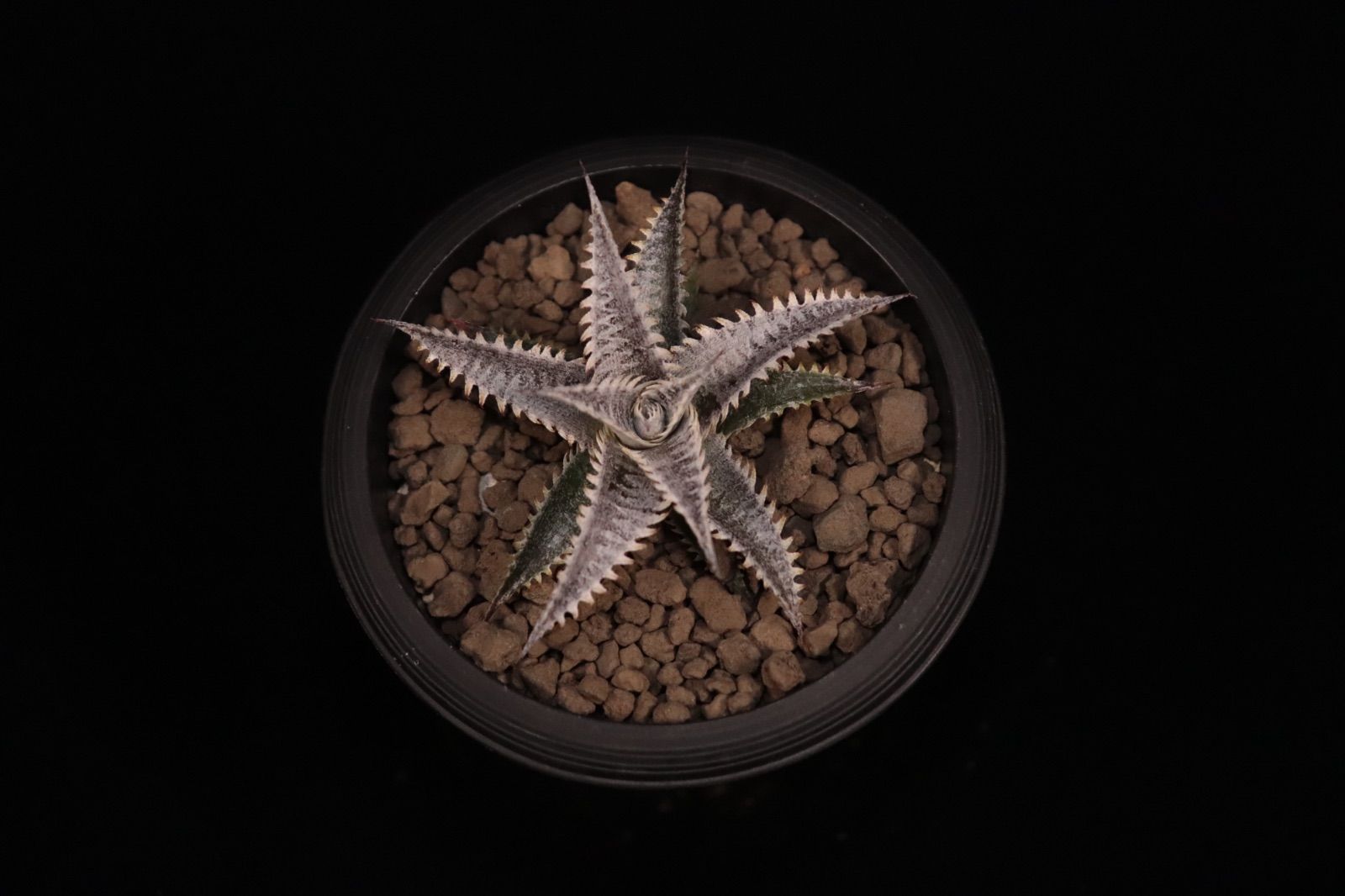 送料無料】Dyckia 'Nemesis' × 'Big Brother'〔ディッキア〕現品発送