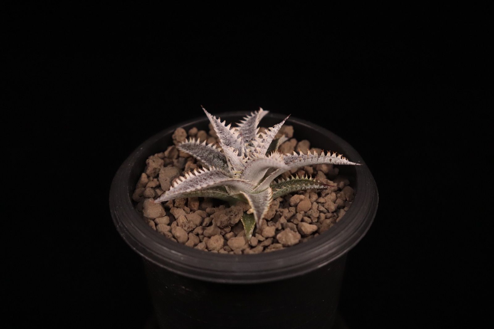 送料無料】Dyckia 'Nemesis' × 'Big Brother'〔ディッキア〕現品発送