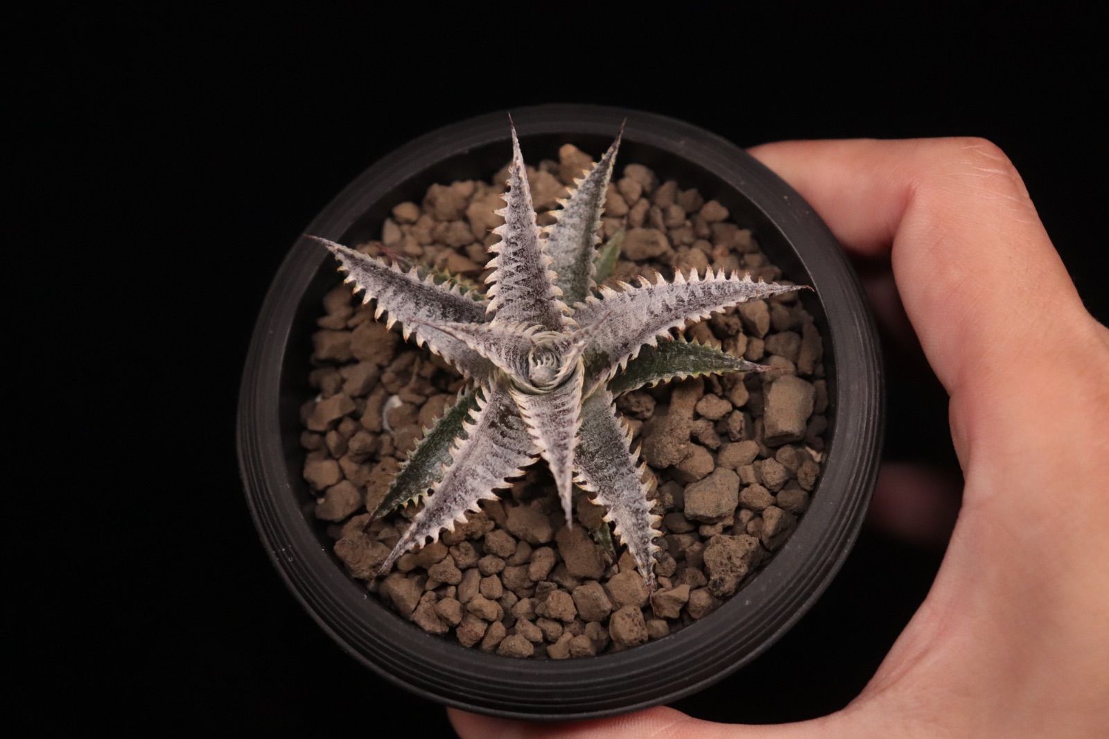 送料無料】Dyckia 'Nemesis' × 'Big Brother'〔ディッキア〕現品発送