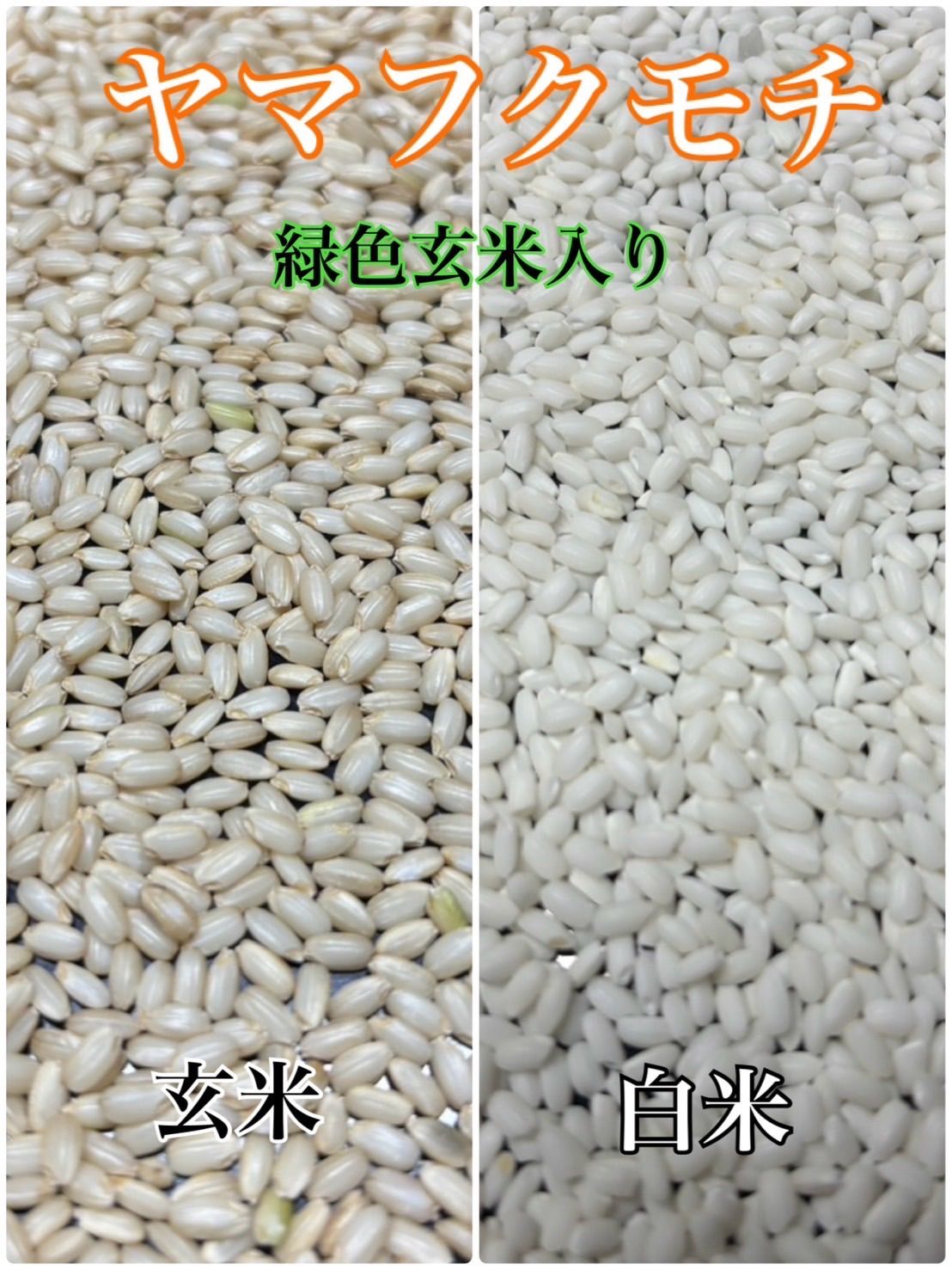 新米 令和7年産 ヤマフクモチ 玄米30kg 淡路島産 - メルカリ