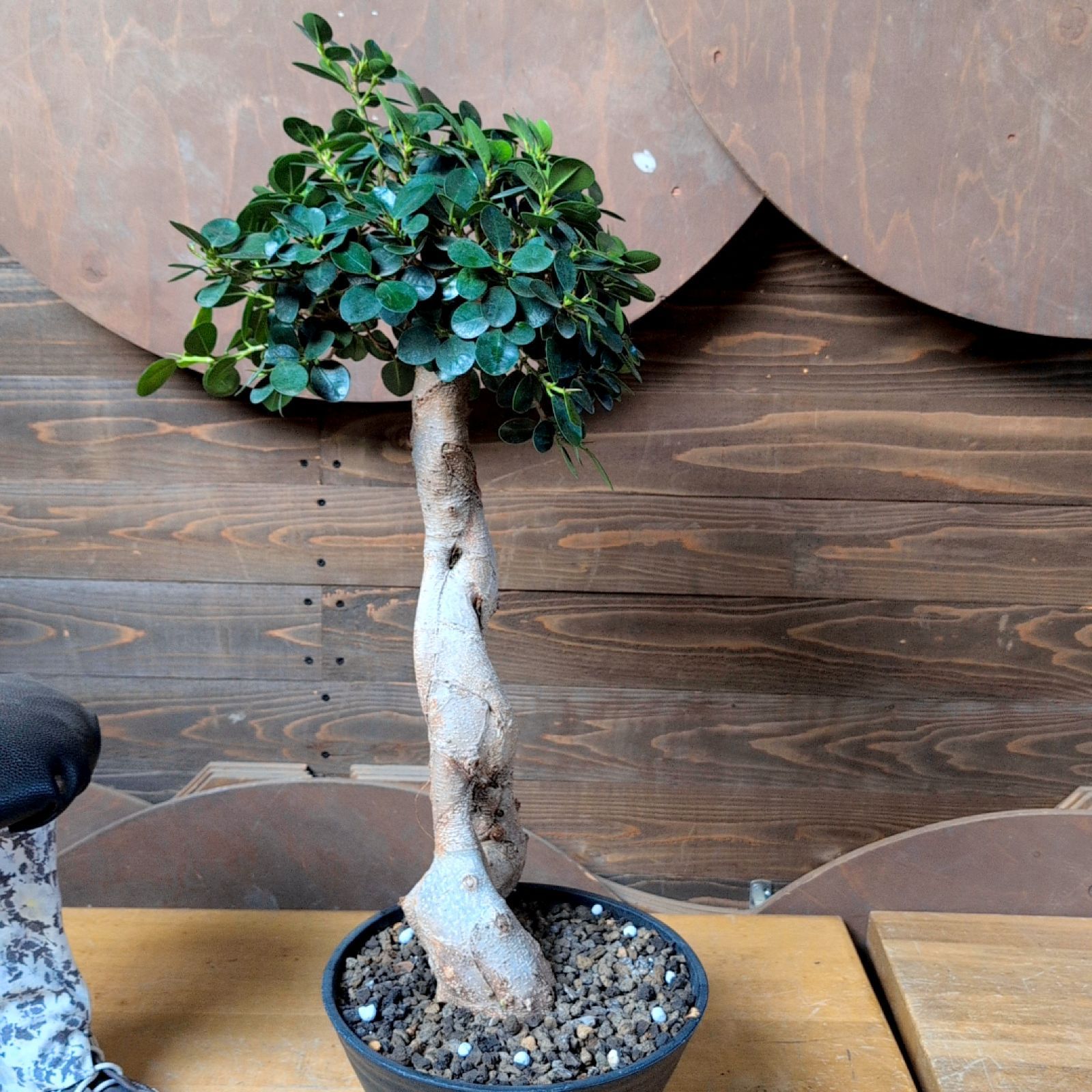 パンダガジュマル(現品販売) パンダガジュマル 【 現品 】 早いもの勝ち 鉢のまま発送 - メルカリ