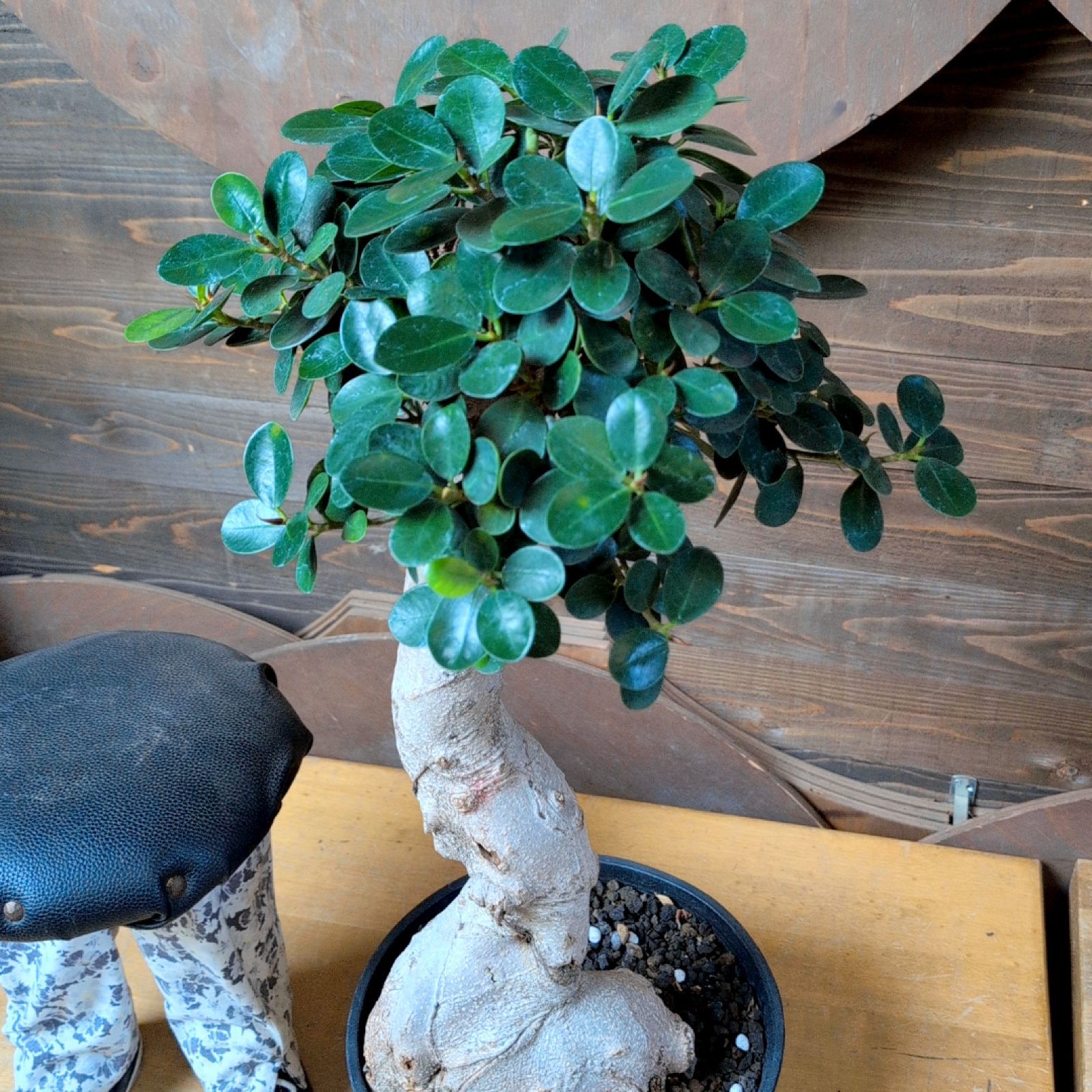 パンダガジュマル(現品販売) パンダガジュマル 【 現品 】 早いもの勝ち 鉢のまま発送 - メルカリ