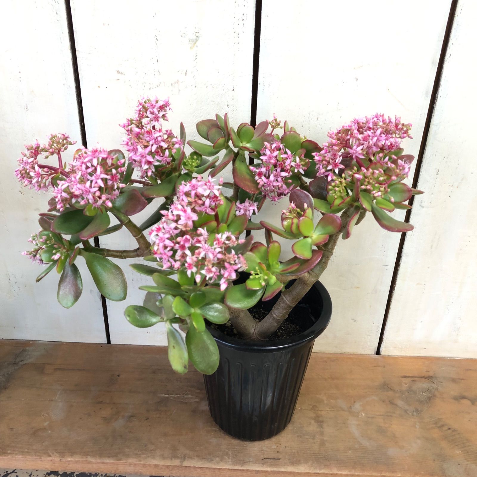 桜花月（さくらかげつ）は「金のなる木（花月）4号ロング鉢 - メルカリ