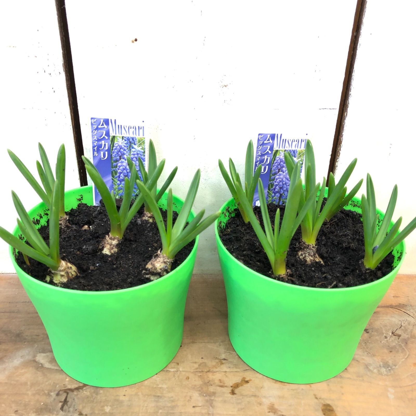 ムスカリビックスマイル2鉢セット - メルカリ