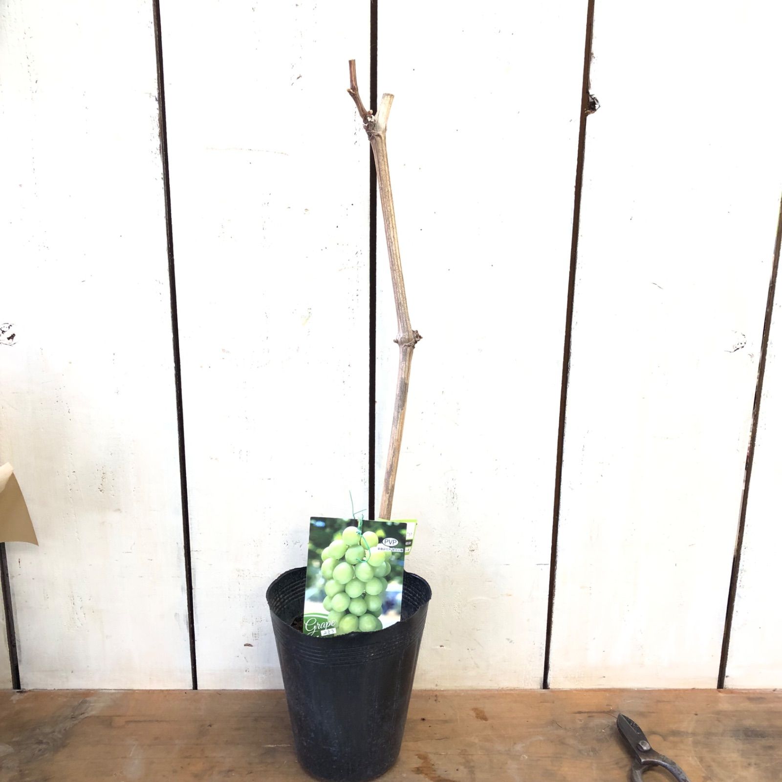シャインマスカット5号苗 - メルカリ