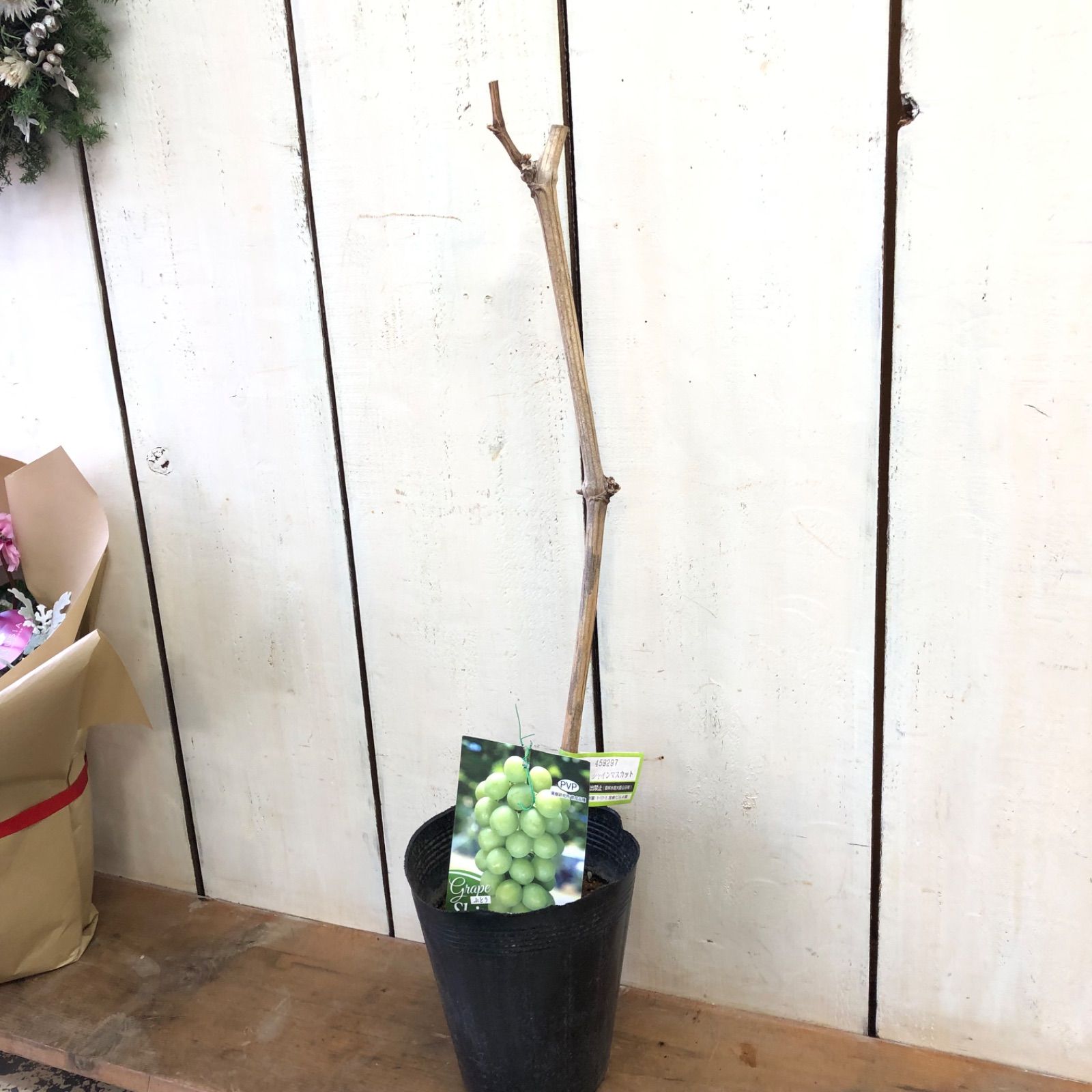 シャインマスカット5号苗 - メルカリ