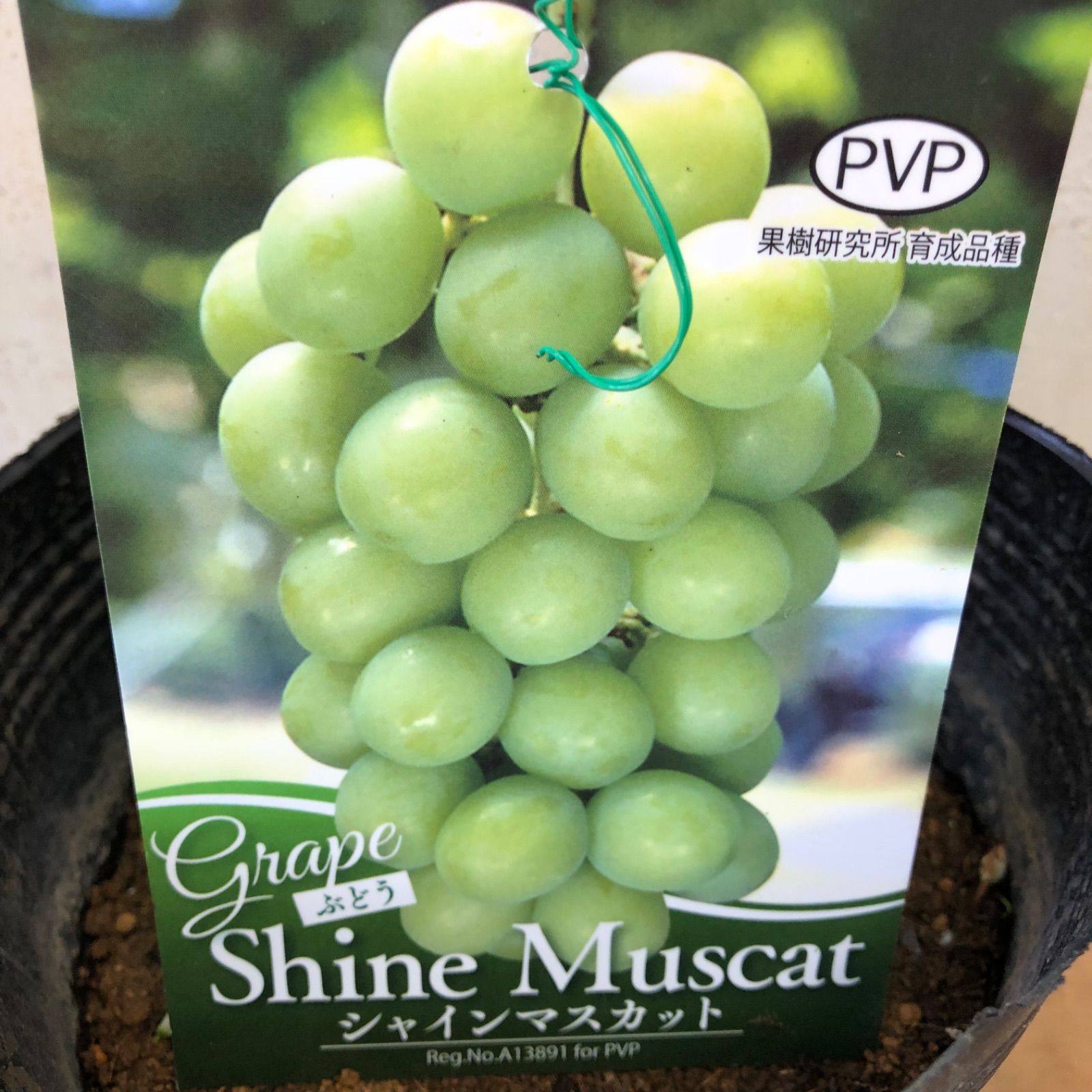 シャインマスカット5号苗 - メルカリ