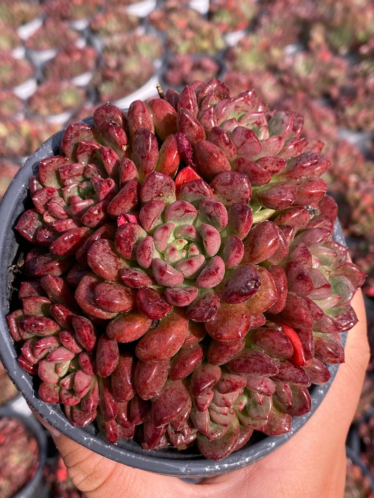 発売中 ベスト ルビー群生 18株 抜き苗 美苗 エケベリア 多肉植物 佐川