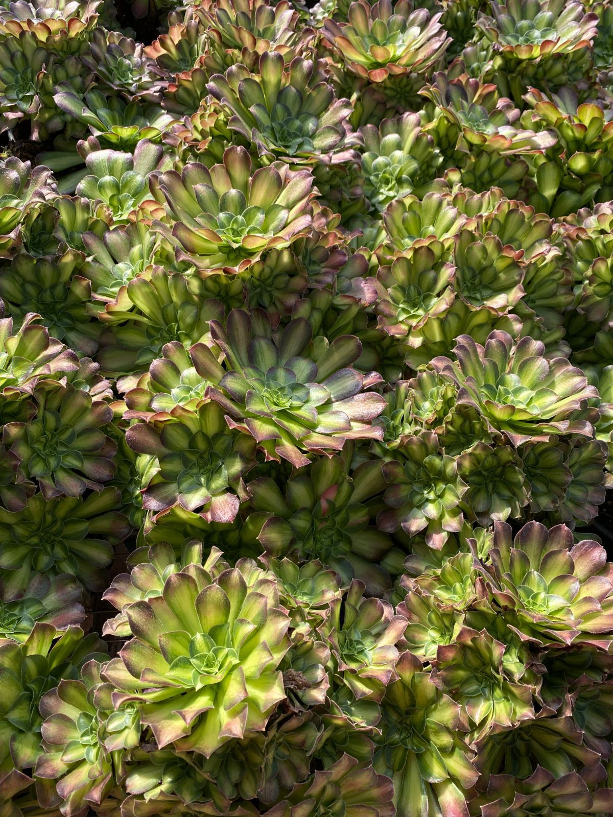 オープン記念セール ハロウィン錦 16株 抜き苗 美苗 エケベリア 多肉