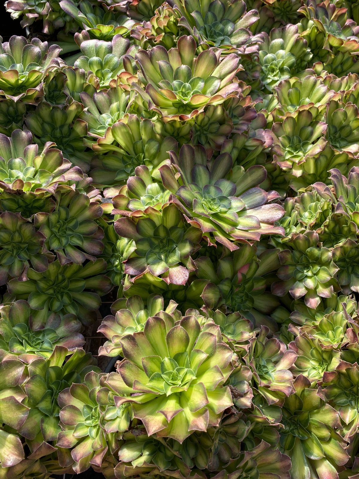 お買い得品 オープン記念セール ハロウィン錦 16株 抜き苗 美苗