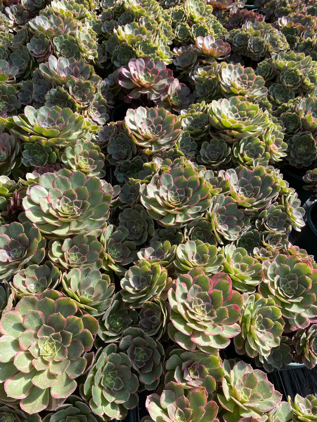 オープン記念セール プーチピンク 販売 32株 抜き苗 美苗 エケベリア