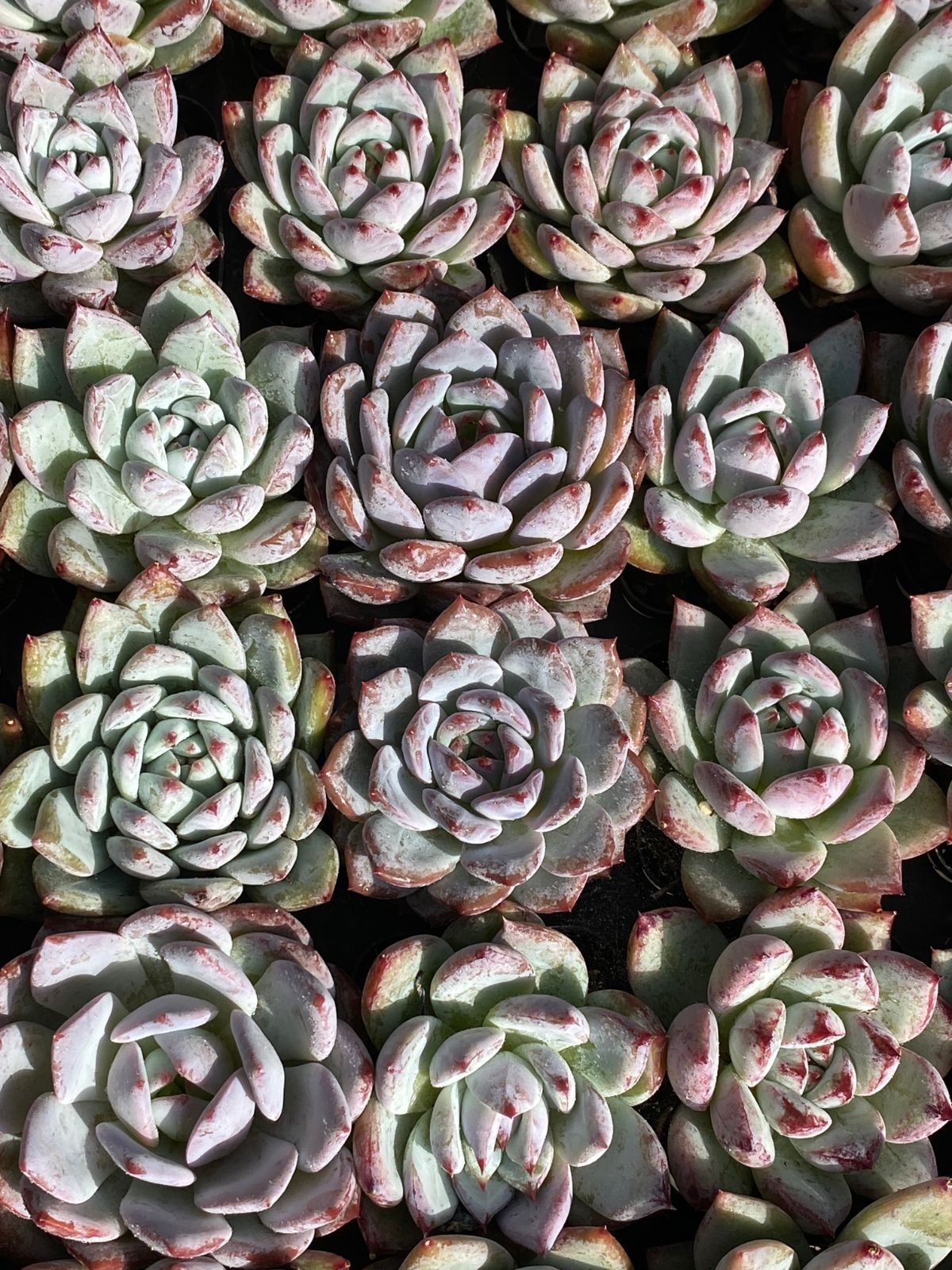 オープン記念セール コロラータ 50株 抜き苗 美苗 エケベリア 多肉植物