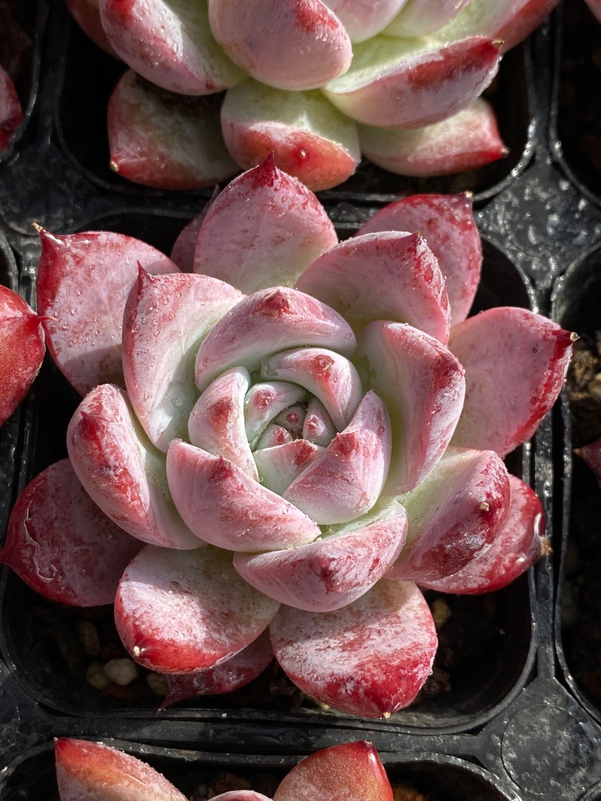 オープン記念セール コロラータ 50株 抜き苗 美苗 エケベリア 多肉植物