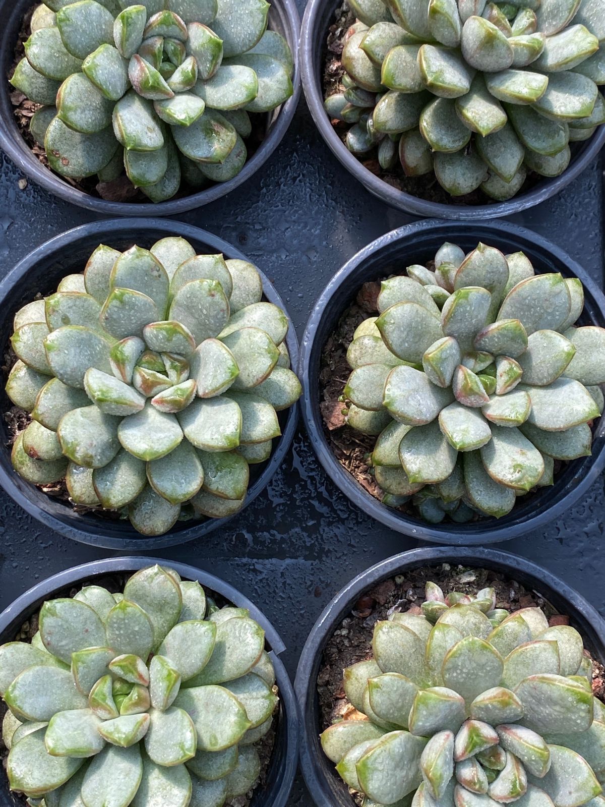 お買い得品 オープン記念セール ハロウィン錦 16株 抜き苗 美苗