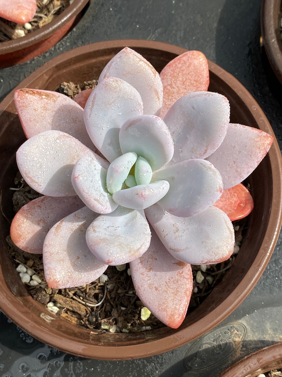 オープン記念セール プーチピンク 32株 抜き苗 美苗 エケベリア 多肉