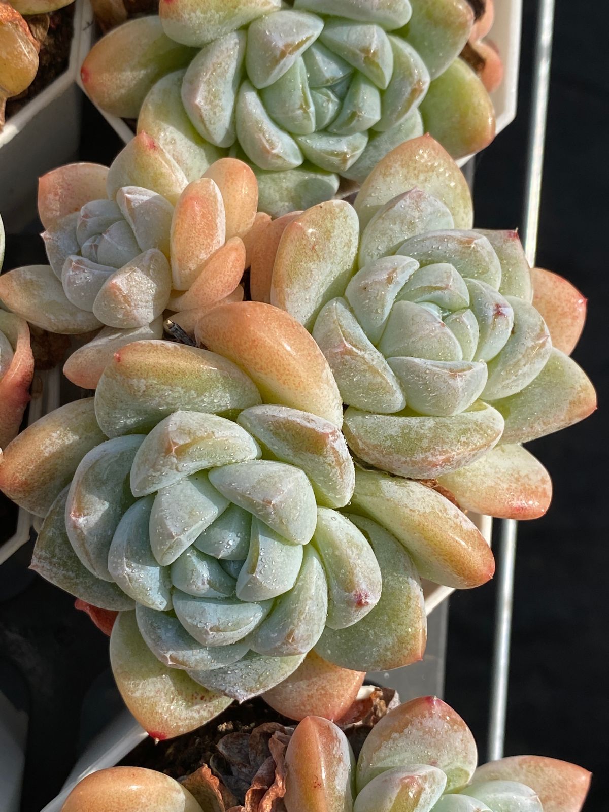 オープン記念セール アイスグリーン 50株 抜き苗 美苗 エケベリア 多肉