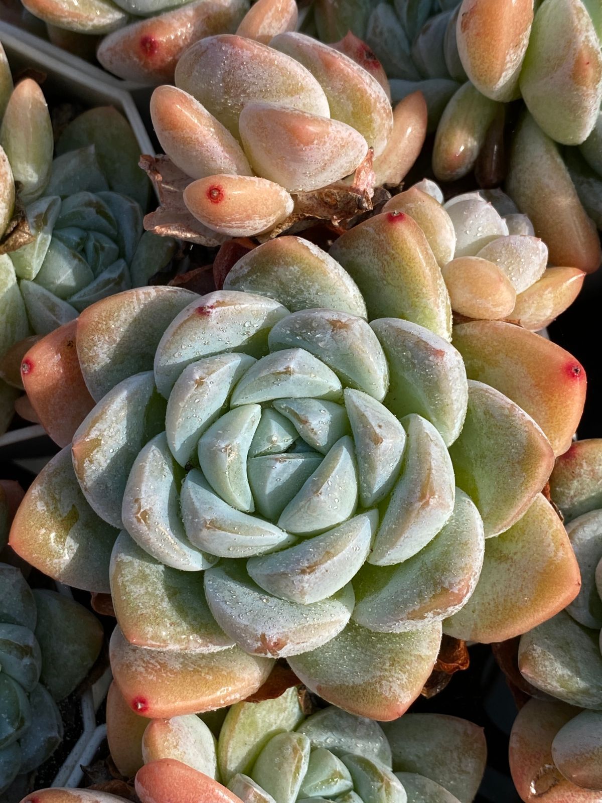 オープン記念セール アイスグリーン 50株 抜き苗 美苗 エケベリア 多肉