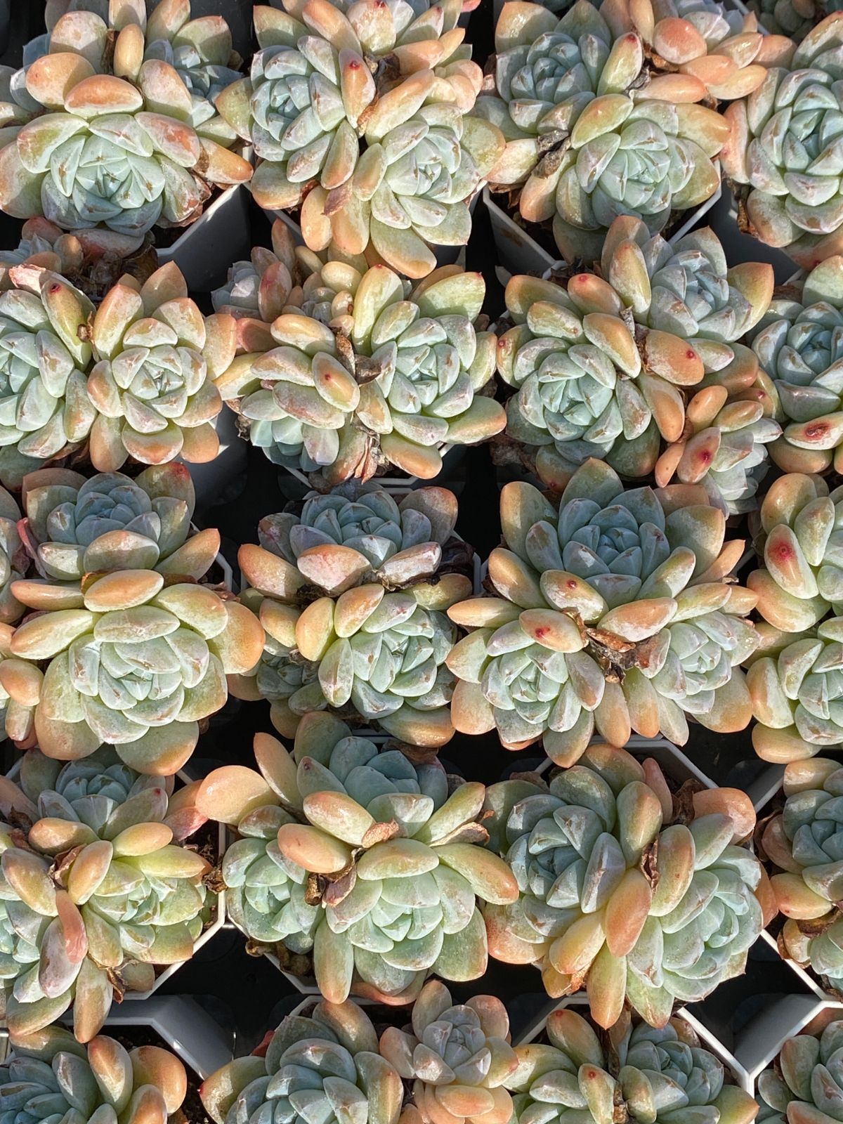 オープン記念セール アイスグリーン 50株 抜き苗 美苗 エケベリア 多肉