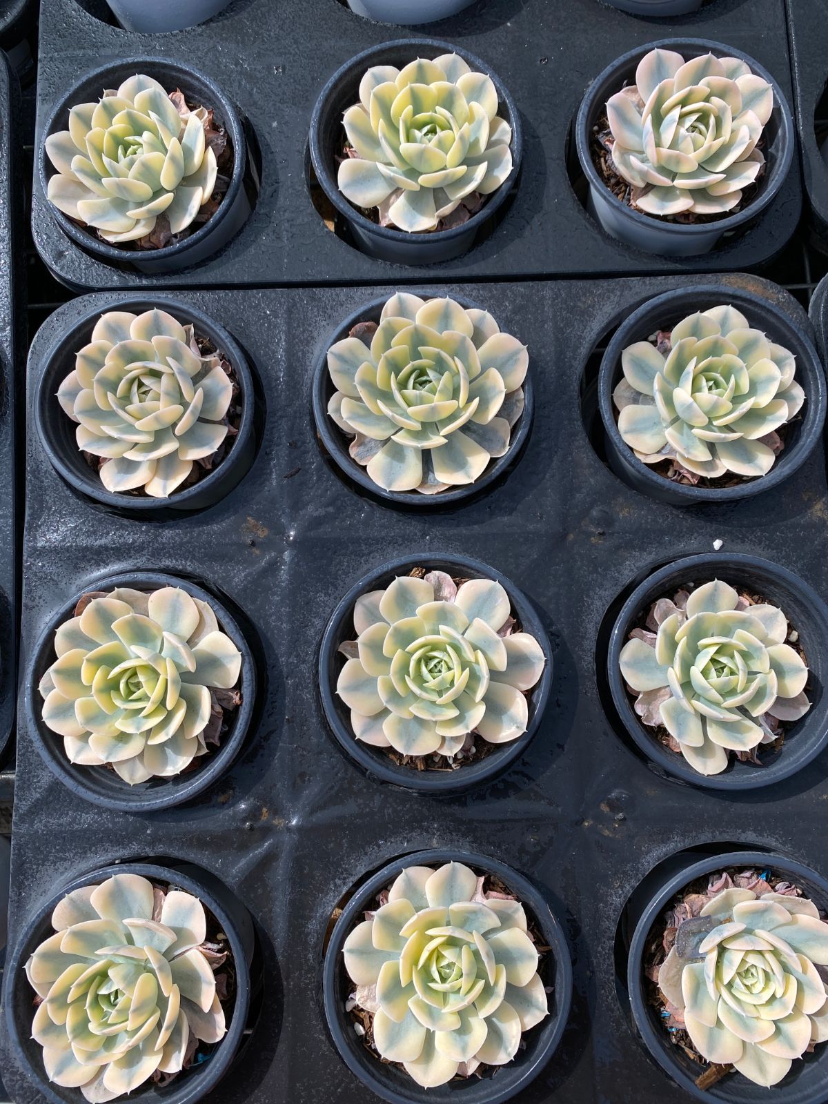 オープン記念セール ルンヨニー錦 24株 抜き苗 美苗 エケベリア 多肉