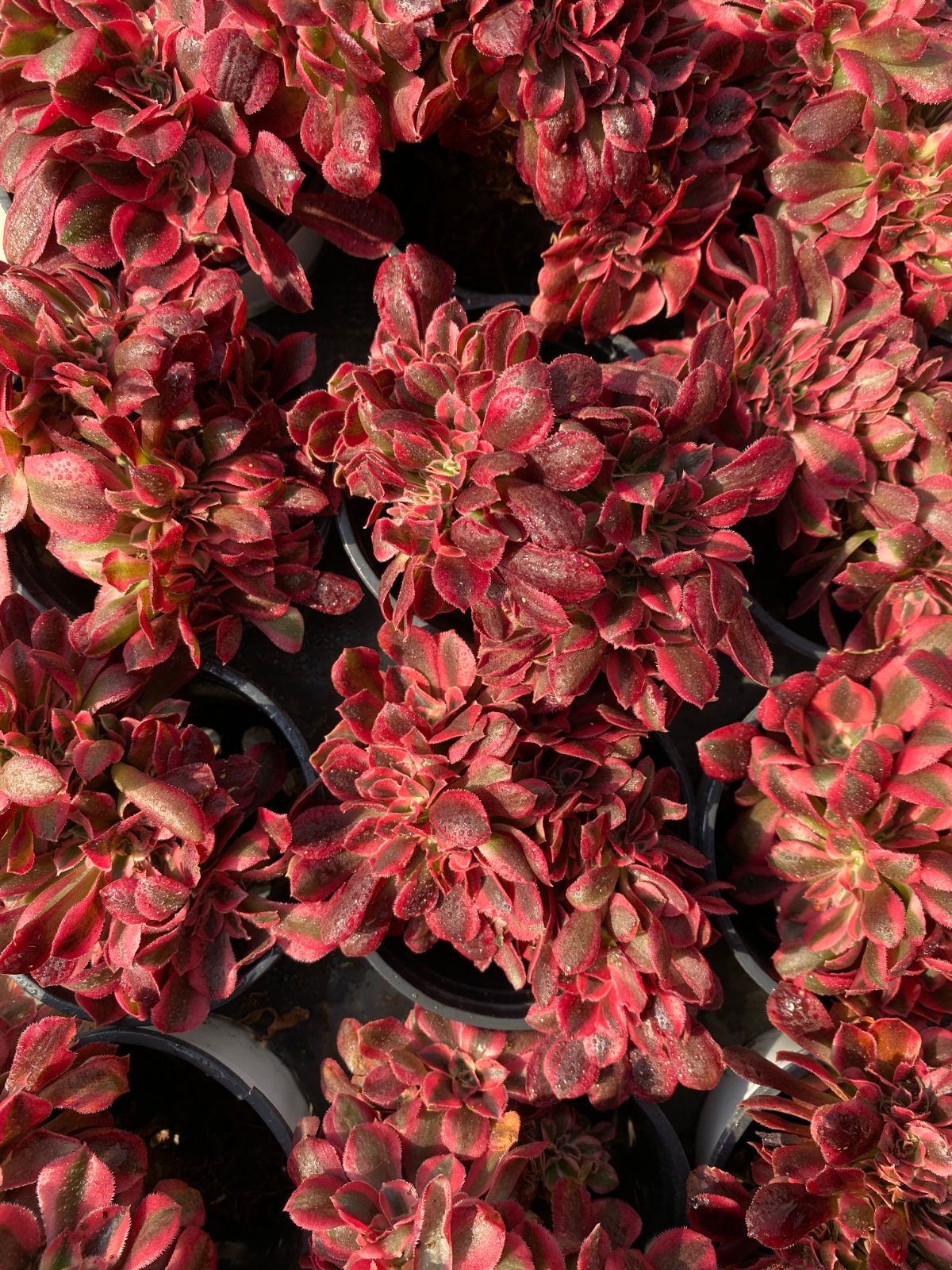 -*-様 B1528-2×20苗ピンクウィッチ抜き苗 多肉植物 エケベリア サボ オープン記念セール ピンクウィッチ石化 32株 抜き苗 美苗 エケベリア