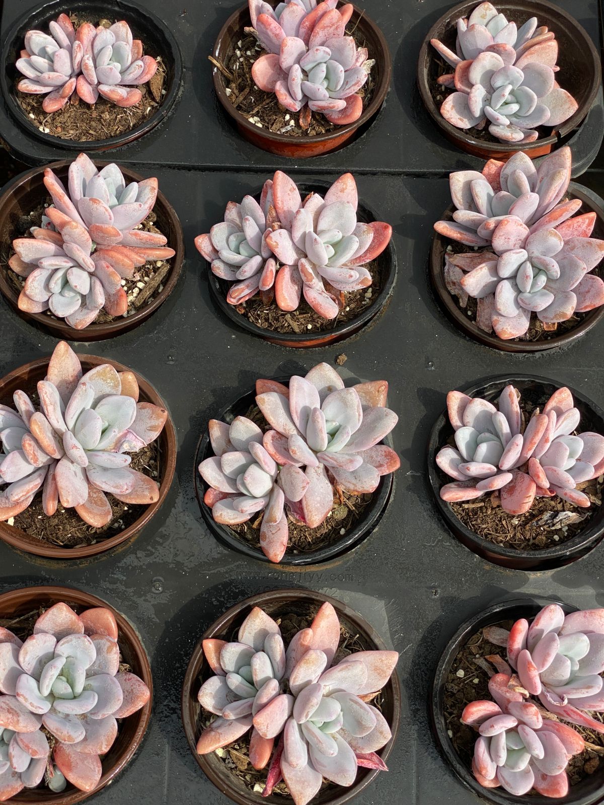 オープン記念セール プーチピンク 販売 32株 抜き苗 美苗 エケベリア