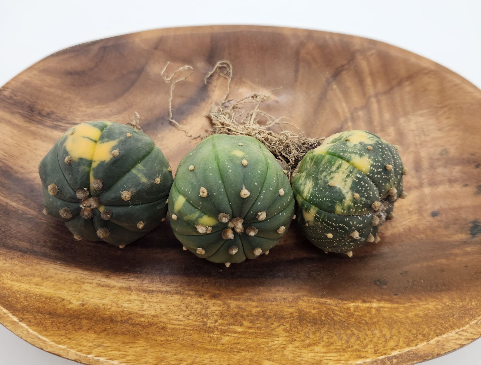 デニグリー錦 大疣 国内実生 鉢植えメルカリ便送料込み 瑠璃兜錦 斑入り 抜き苗 3株セット - メルカリ