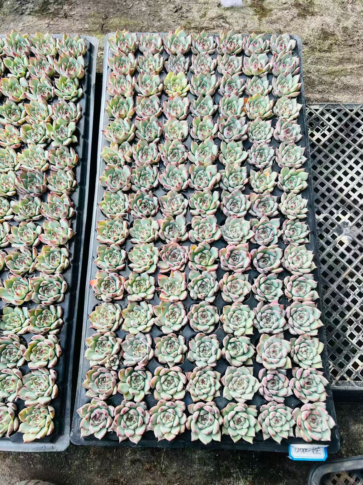 新入荷 チワワ×105苗 多肉植物 土根付き エケベリア セダム