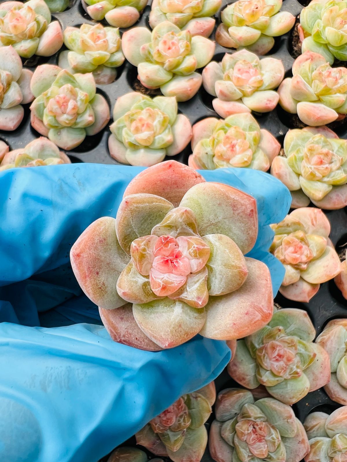 新入荷 スタージェニー×128苗 多肉植物 土根付き エケベリア セダム
