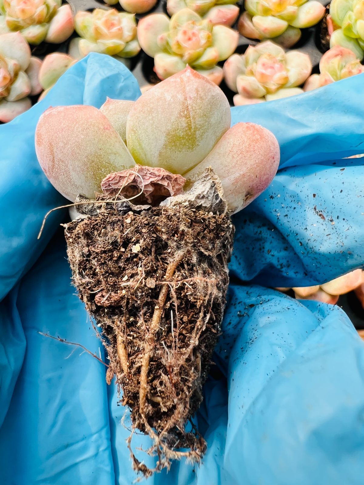 新入荷 スタージェニー×128苗 多肉植物 土根付き エケベリア セダム