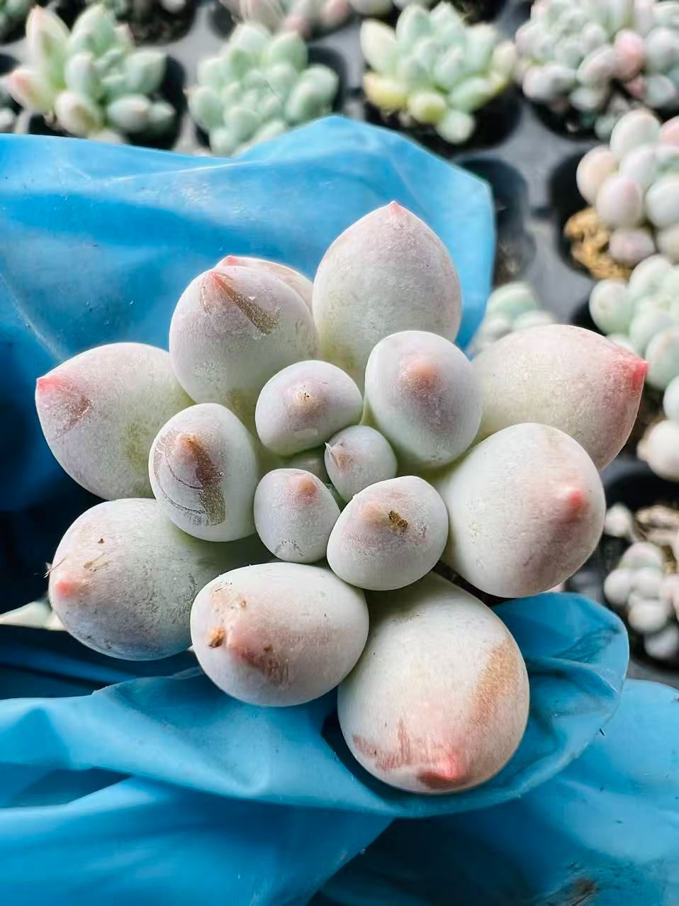 新入荷 バブル・ふわふわ×105苗 多肉植物 土根付き エケベリア セダム