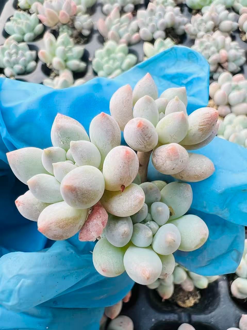 新入荷 バブル・ふわふわ×105苗 多肉植物 土根付き エケベリア セダム