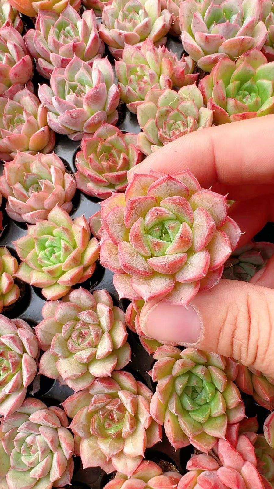 新入荷 レッドスター×128苗 多肉植物 土根付き エケベリア セダム