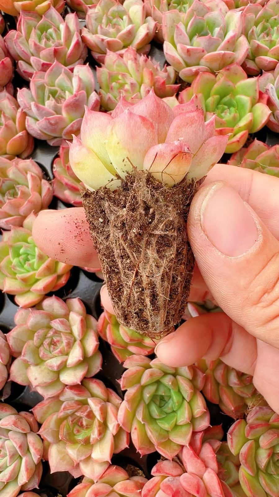 新入荷 レッドスター×128苗 多肉植物 土根付き エケベリア セダム